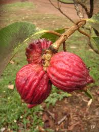 لیدی اَپِل - معرفی درختان میوه